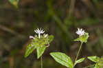 Carolina elephantsfoot